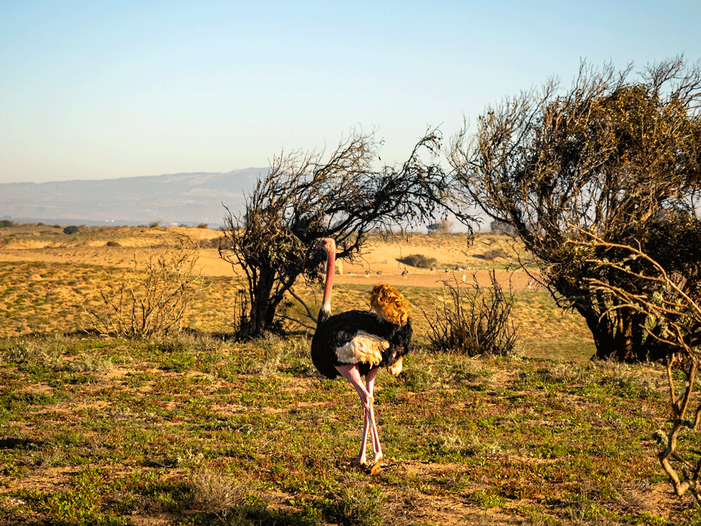 Maroc-en-van-N°18 Maroc en van