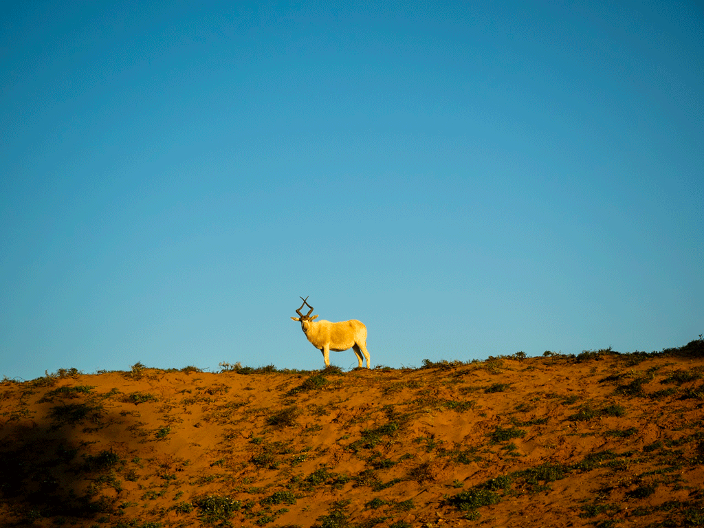 Maroc-en-van-N°19 Maroc en van
